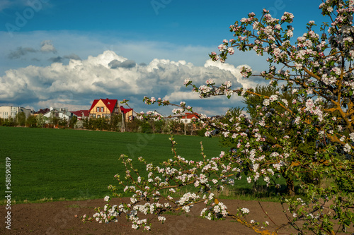 an apple blossom in focus and a green field of winter wheat and buildings on ...