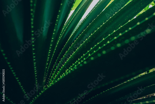 Close up of dark green succulent leaves. Beautiful natural pattern