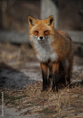 Fotografie A red fox on the beach