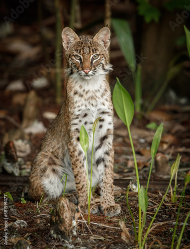 Photography A bobcat in southern Florida