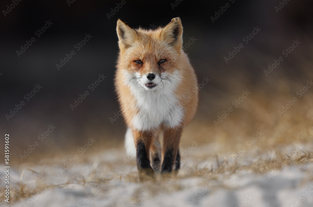 Obraz premium A red fox on the beach 