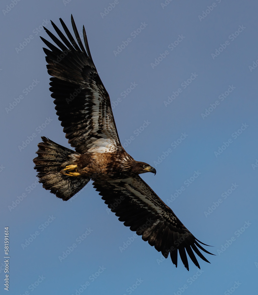 Obraz premium A juvenile bald eagle in flight