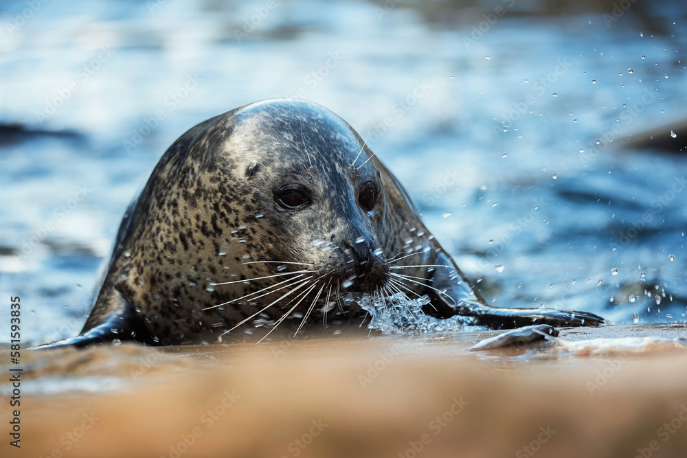 Fototapeta premium Common seal [Phoca vitulina] cute face