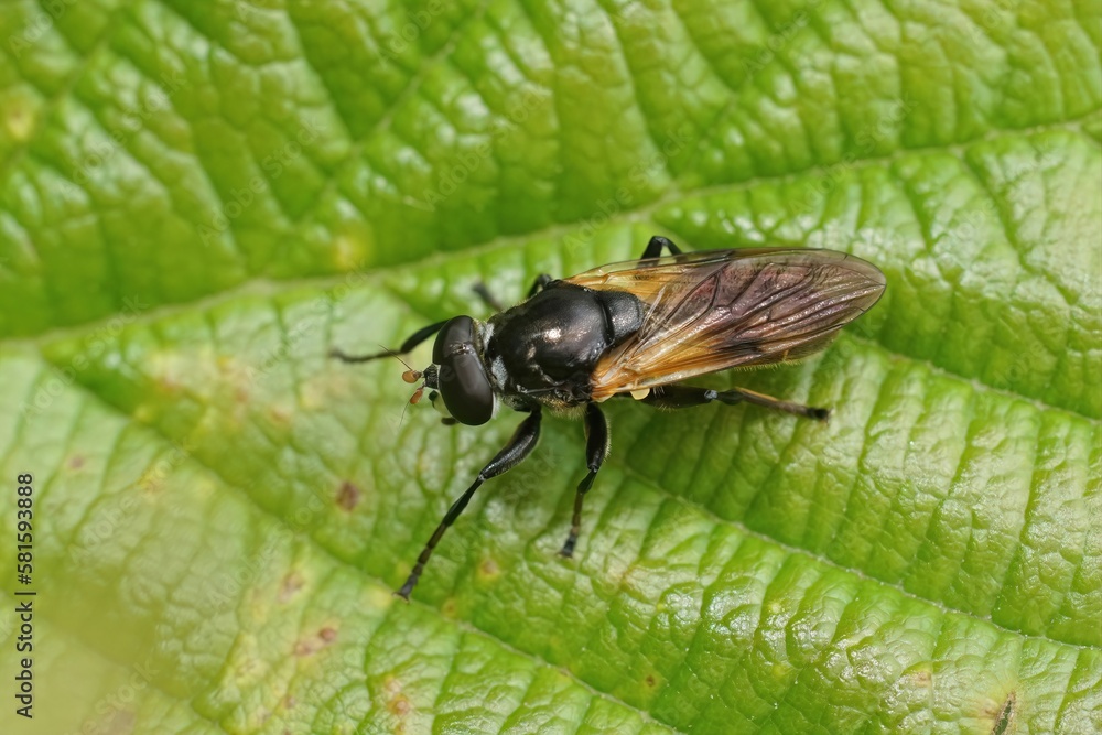 Closeup on the rather rare Wood-vase Hoverfly, Myolepta dubia, sitting on a green leaf Closeup on the rather rare Wood-vase Hoverfly, Myolepta dubia, sitting on a green leaf