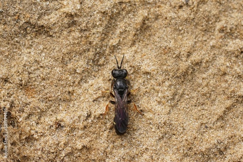 Dorsal closeup on the small shield digger wasp, Crabro scutellatus sitting on the ground