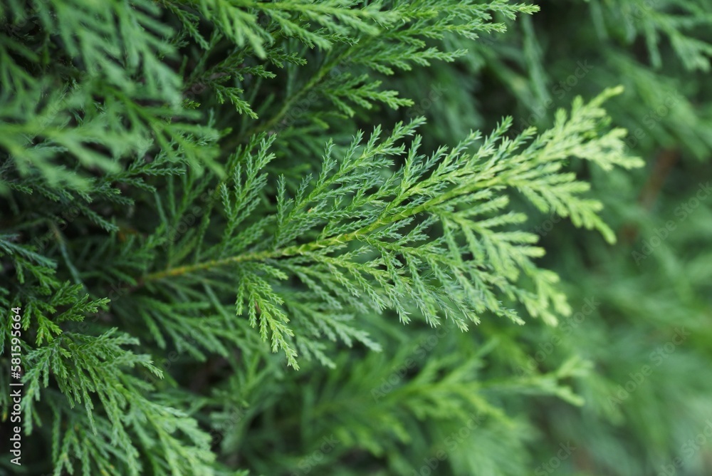 A hedge of Leyland cypress ( Cupressocyparis leylandii ). Cupressaceae evergreen coniferous tree. The leaves are dark green all year round and grow quickly, so they are used for hedges. A hedge of Leyland cypress ( Cupressocyparis leylandii ). Cupressaceae evergreen coniferous tree. The leaves are dark green all year round and grow quickly, so they are used for hedges.