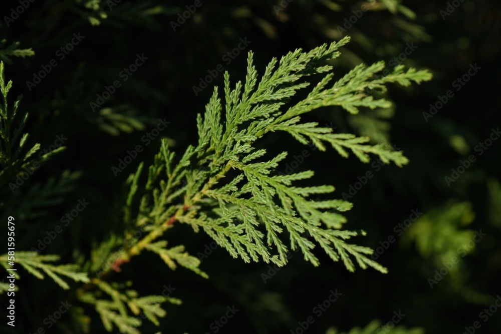 A hedge of Leyland cypress ( Cupressocyparis leylandii ). Cupressaceae evergreen coniferous tree. The leaves are dark green all year round and grow quickly, so they are used for hedges. A hedge of Leyland cypress ( Cupressocyparis leylandii ). Cupressaceae evergreen coniferous tree. The leaves are dark green all year round and grow quickly, so they are used for hedges.