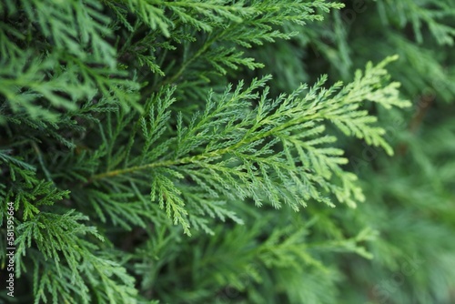 A hedge of Leyland cypress ( Cupressocyparis leylandii ). Cupressaceae evergreen coniferous tree. The leaves are dark green all year round and grow quickly, so they are used for hedges.