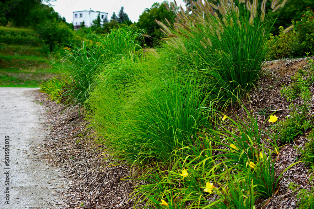 ścieżka przy skarpie, trawy ozdobne i liliowce na skarpie, rozplenice i liliowce (Hemerocallis, Pennisetum ), Pennisetum on the slope in garden