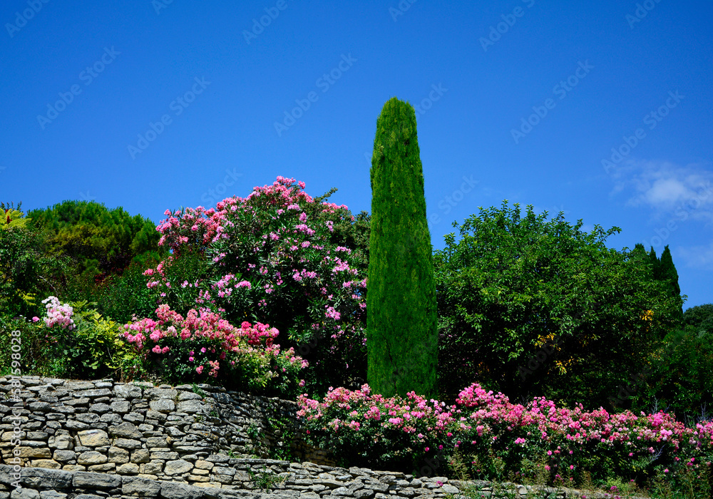 Obraz premium cyprys i róże, prowansja, krajobraz, kamienny płot w prowansji, stone fence against the blue sky in provance, rózowe róze, Cupressus , rosa, provencal garden, mediterranean garden