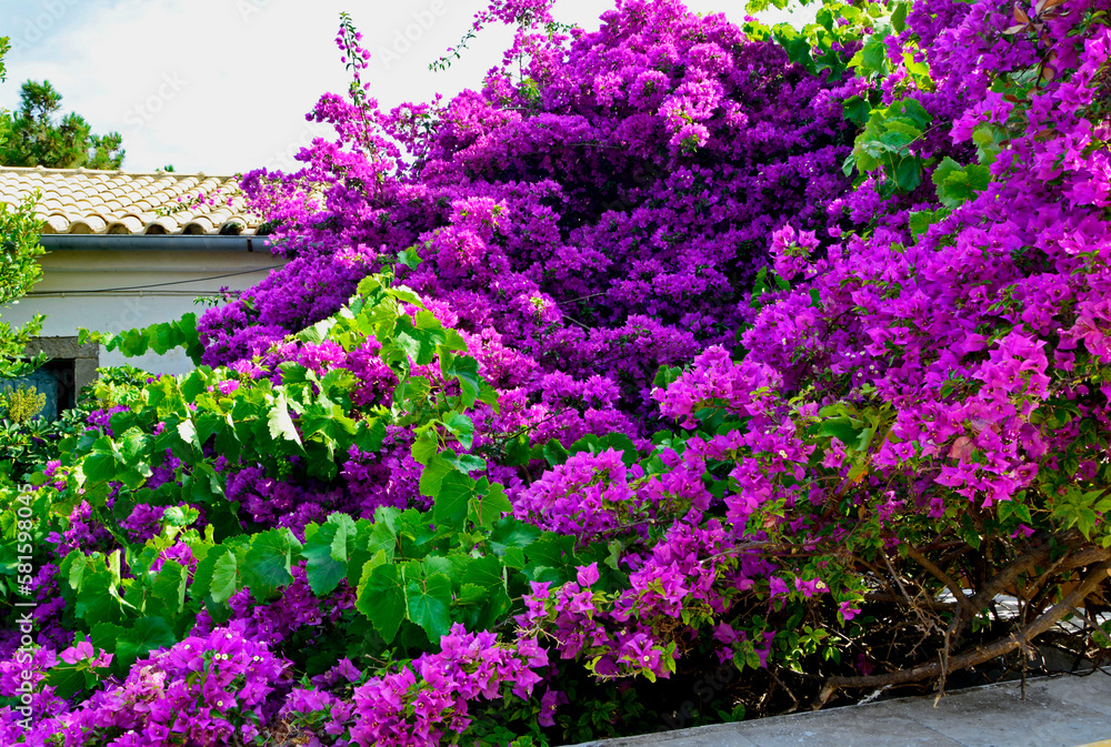 Obraz premium Bugenwilla, kącicierń, amarantowa, różowa bungewilla, Bougainvillea, 