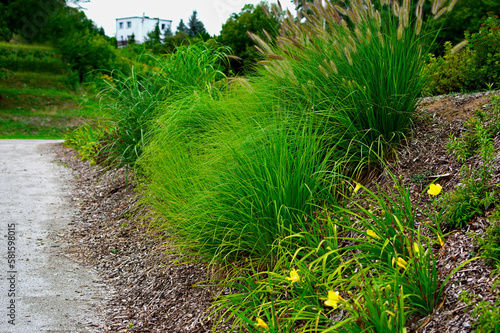 ścieżka przy skarpie, trawy ozdobne i liliowce na skarpie, rozplenice i liliowce (Hemerocallis, Pennisetum ), Pennisetum on the slope in garden
