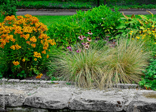 dzielżany i trawy ozdobne na rabacie, kompozycja ogrodowa, Helenium, Echinacea, Helenium and ornamental grasses in the flowerbed 