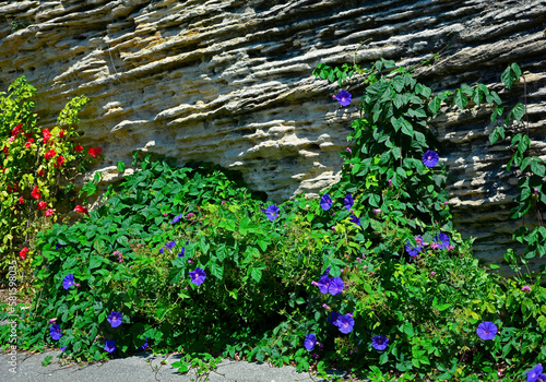 fioletowy powój na kamiennej ścianie, Convolvulus, bindweed on the stone wall