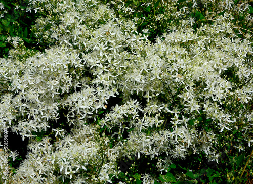 Powojnik prosty (Clematis recta), białe kwiaty powojnika, powojnik botaniczny, erect clematis, ground virginsbower