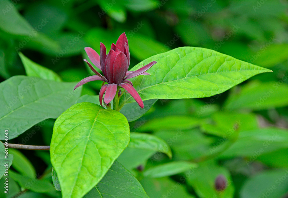 Kielichowiec wonny, kwitnący kielichowiec, (Calycanthus floridus), eastern sweetshrub, Carolina all spice, spice bush, dark red flowers, aromatic scent flowers.