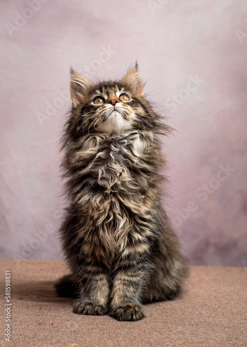 A cat with a beautiful color pose for a photo. The breed of the cat is the Maine Coon