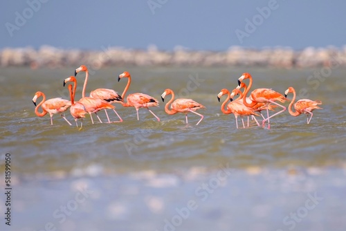 Celestun, Yucatan, Mexico: American flamingos - Phoenicopterus ruber - wading in the shallow waters of the Celestun Biosphere Reserve.