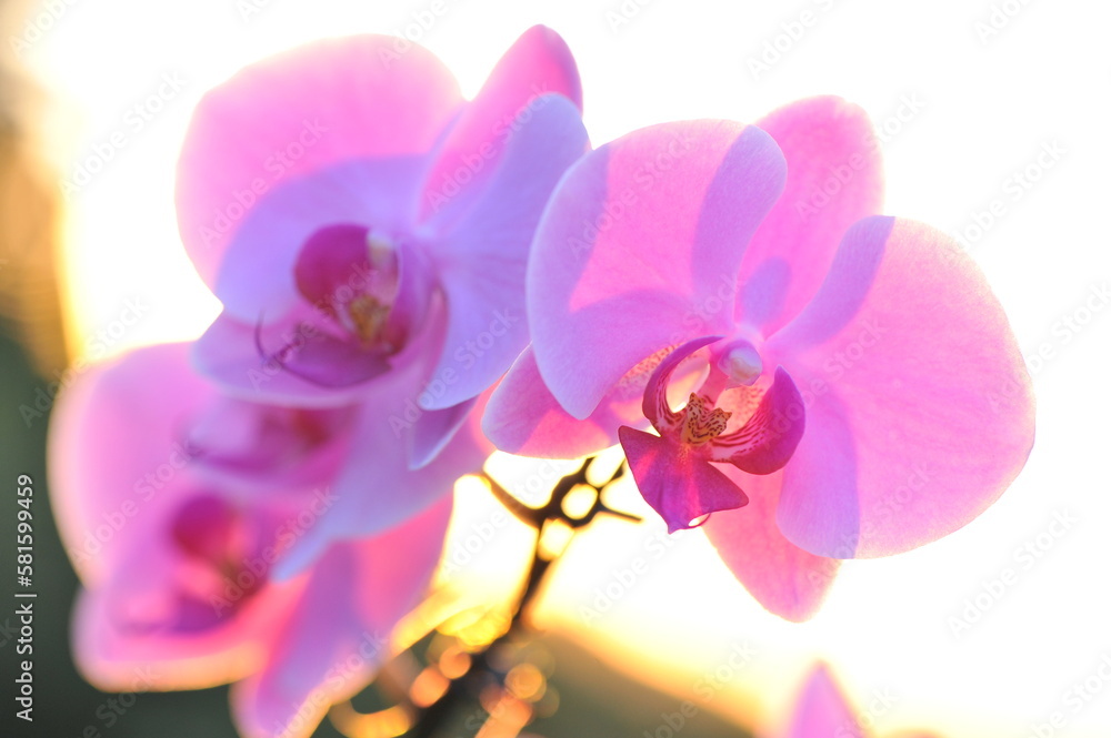 orquite flor linda desabrochada orquite flor linda desabrochada