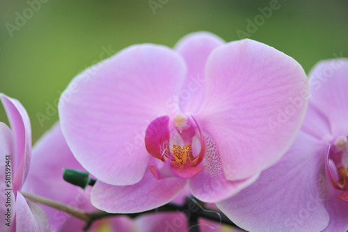 orquite flor linda desabrochada 