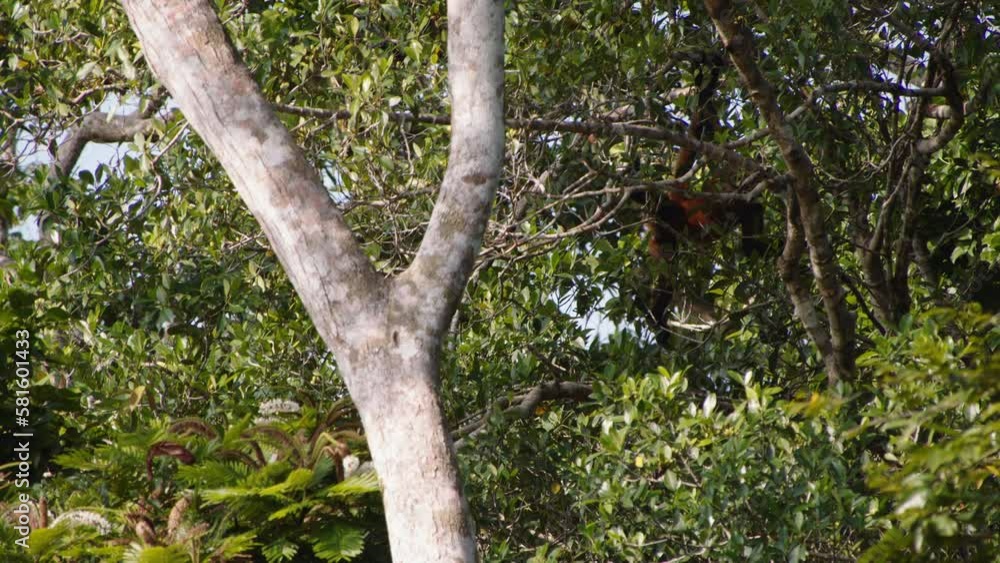 Monkey hanging in branches. Dense vegetation and varied vegetation in tropical rainforest. Watching animals in wildlife, Costa Rica Monkey hanging in branches. Dense vegetation and varied vegetation in tropical rainforest. Watching animals in wildlife, Costa Rica
