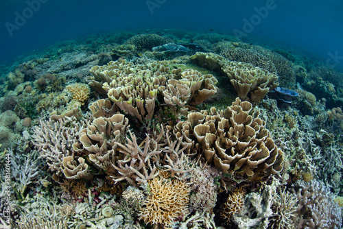 Fototapeta Naklejka Na Ścianę i Meble -  Healthy coral grows thrive in the shallows near a remote island near Flores, Indonesia. This tropical region harbors extraordinary marine biodiversity.