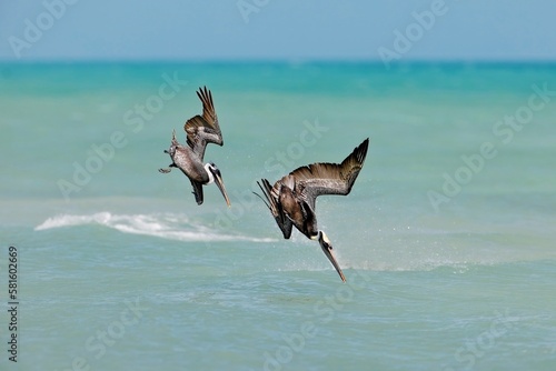Two Brown Pelican diving into the ocean for fish