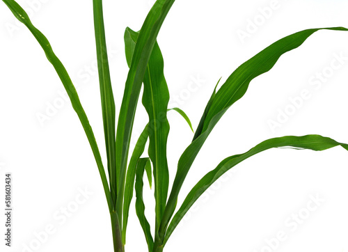 Wallpaper Mural Green Yucca plant isolated on white background. Torontodigital.ca