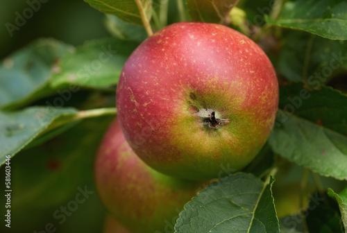 Red healthy apple. Red apples hanging low on the tree - a really healthy and tempting treat.