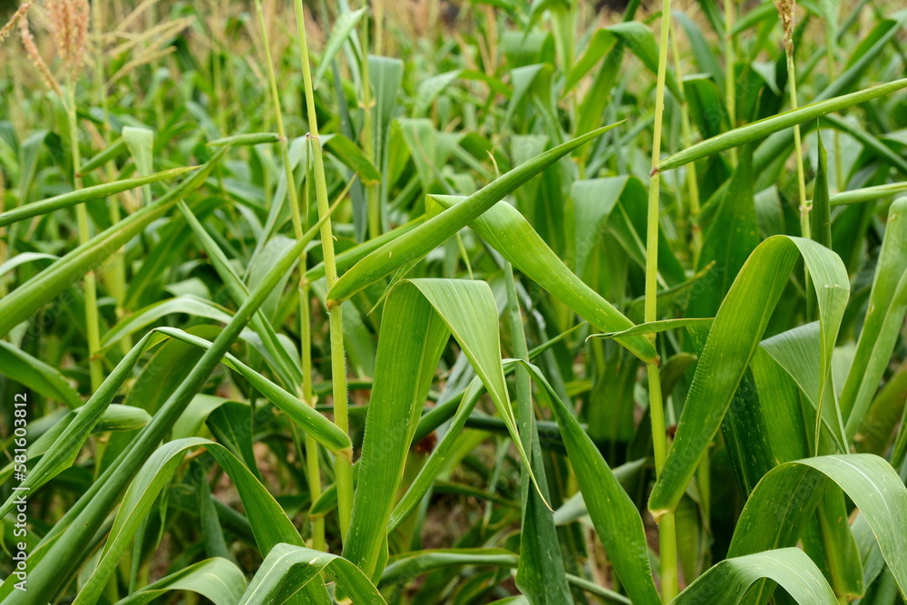 corn field have flowers crane view sun light in the morning corn field have flowers crane view sun light in the morning