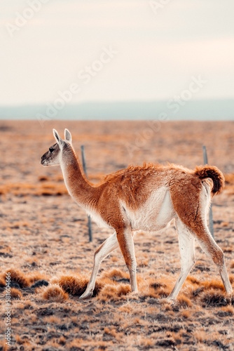 Guanaco Walking Alone In Patagonia