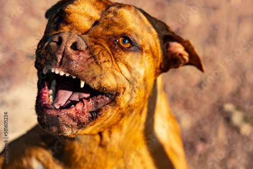 Photographie Evil aggressive pit bull terrier.