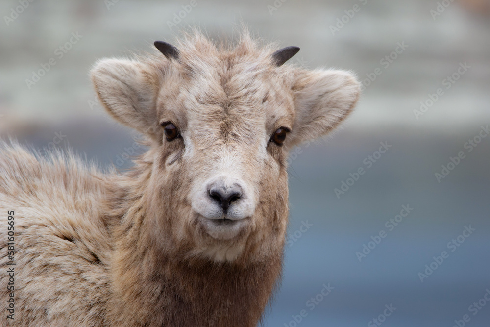 Portrait of Bighorn lamb with little horns in early spring. Portrait of Bighorn lamb with little horns in early spring.