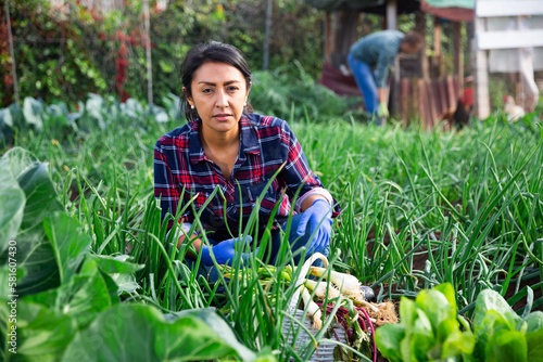 Wage-worker working in garden between beds with onion