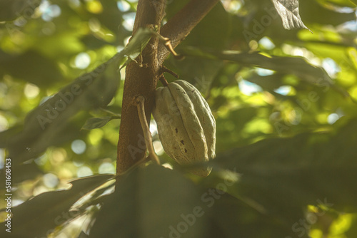 Fruit of a Theobroma cacao tree, cocoa tree photo