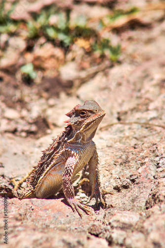 mexican horned lizard with blur background, lizard with shape of dragon, mexiquillo durango  © Alex Borderline