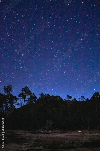 dark forest at night with sky full of stars and Ursa Major constellation in the sky, mexiquillo durango 
