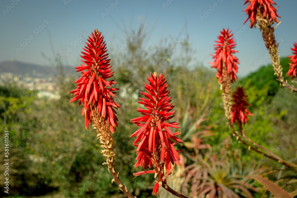Beautiful succulent aloe plant and red flowers Beautiful succulent aloe plant and red flowers
