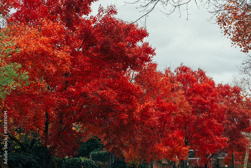 Wallpapers with blue sky and autumn colored trees in Alexandria, Virginia, United States. Wallpapers with blue sky and autumn colored trees in Alexandria, Virginia, United States.