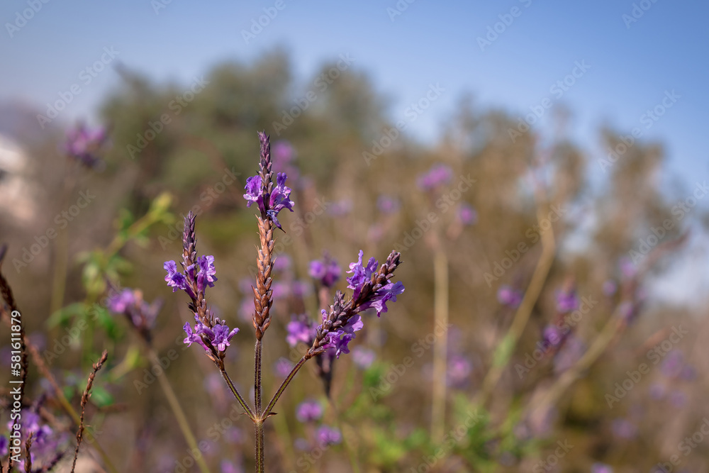 Naklejka premium Colorful background with purple lavander flowers in the nature