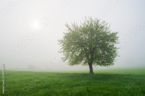 lonely apple tree in the meadow in the fog