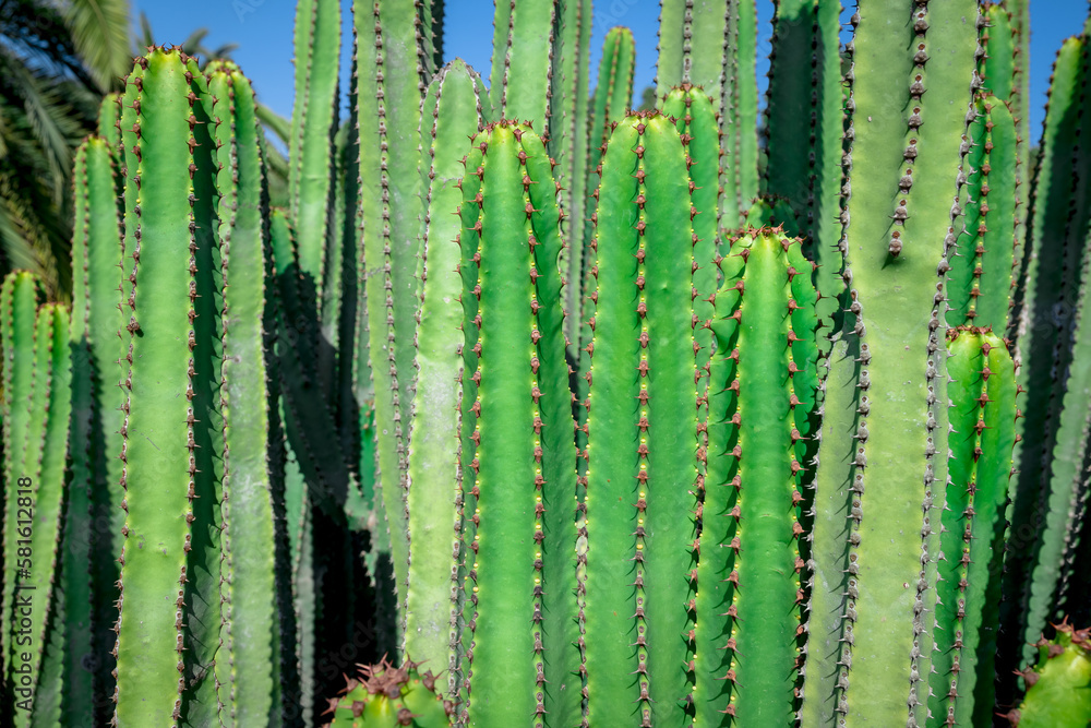 Euphorbia Canariensis - canary island typical cactus