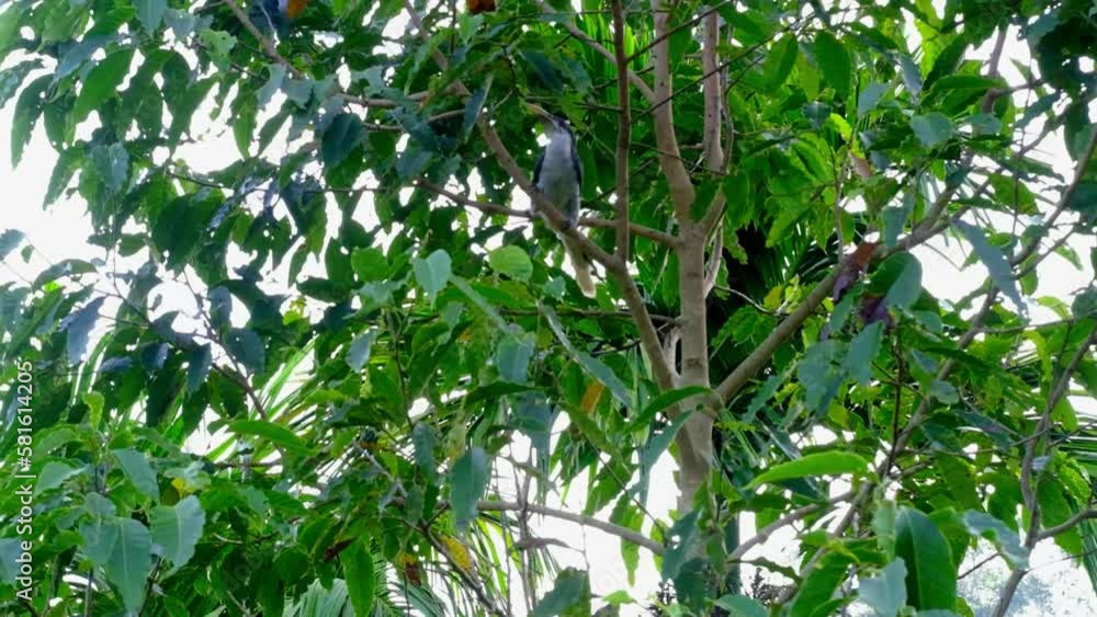 tropical trees, gray toucan with yellow beak, bird living in rainforest, view of mountains, trees, bushes in wild jungle, rainforest flora and fauna, natural background, tour tourism, environmental tropical trees, gray toucan with yellow beak, bird living in rainforest, view of mountains, trees, bushes in wild jungle, rainforest flora and fauna, natural background, tour tourism, environmental