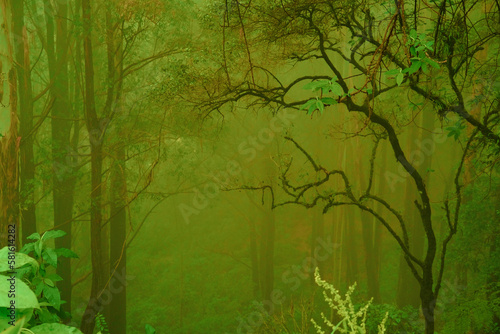 blurred mysterious jungle landscape  trunks deciduous rainforest  tropical trees  mystical background for designer  concept getting lost poor visibility  nature protection  ecological balance  travel