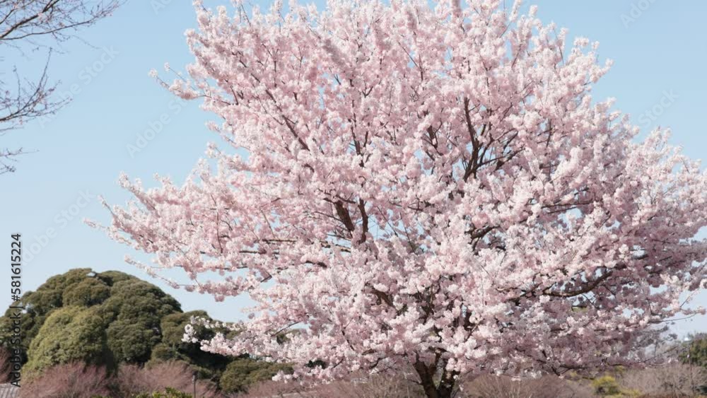 Cherry blossom, or known as sakura blooming during spring under blue sky in Japan. Cherry blossom, or known as sakura blooming during spring under blue sky in Japan.