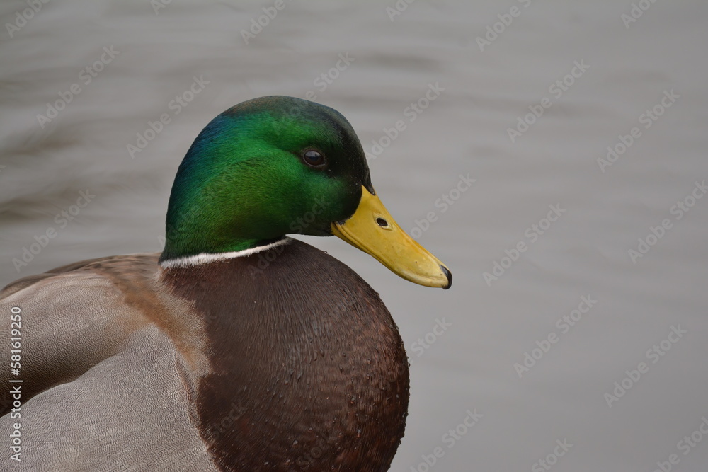 Obraz premium Mallard Drake
