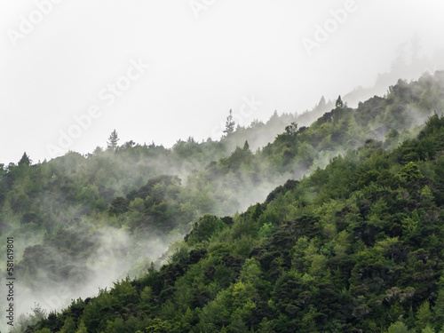 Drzewa we mgle © Violoo