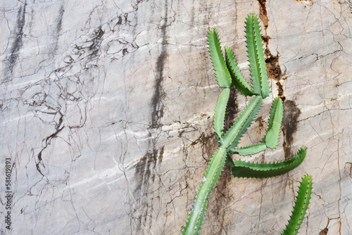 Rough marble stone with cactus