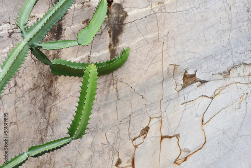 Rough light brown marble stone with cactus