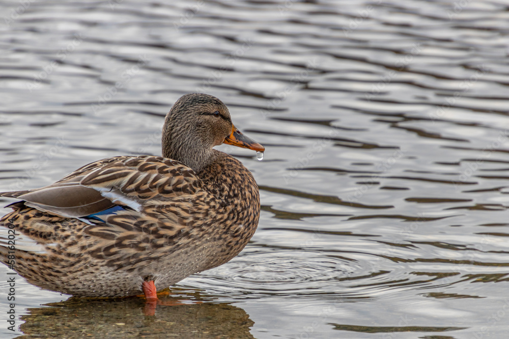 duck on the lake duck on the lake